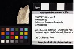 Foto (Objket + Etiketten) von Lecythocaris sp. 